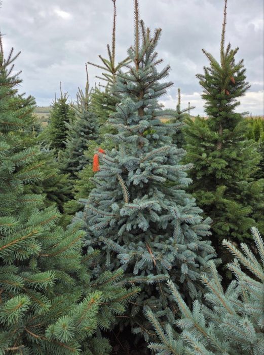 Vand brazi arginti si verzi