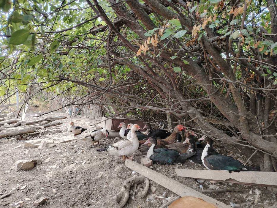 Неми патици млади