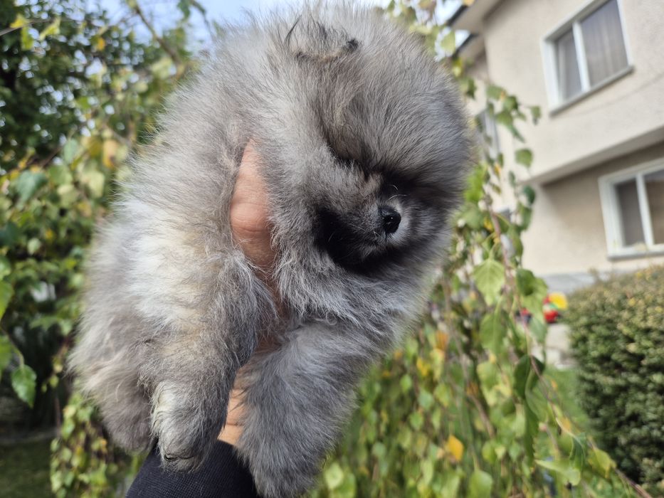 Женско бяло и сейбъл момче