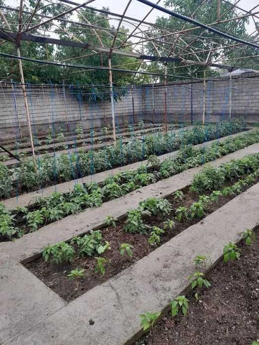 Yangi Toshkent yaqinida 6,33 sot er uchastkasi sotiladi