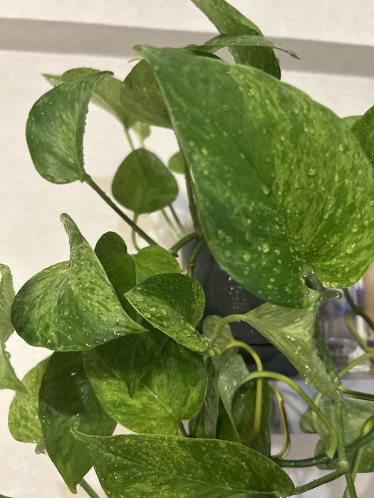 Эпипремнум золотистый