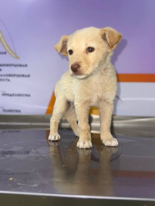 Отдаются в добрые руки белоснежные щенки