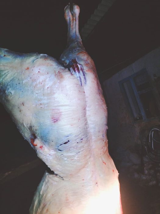 Соғым! Ет! Жылқы! Свежая конина