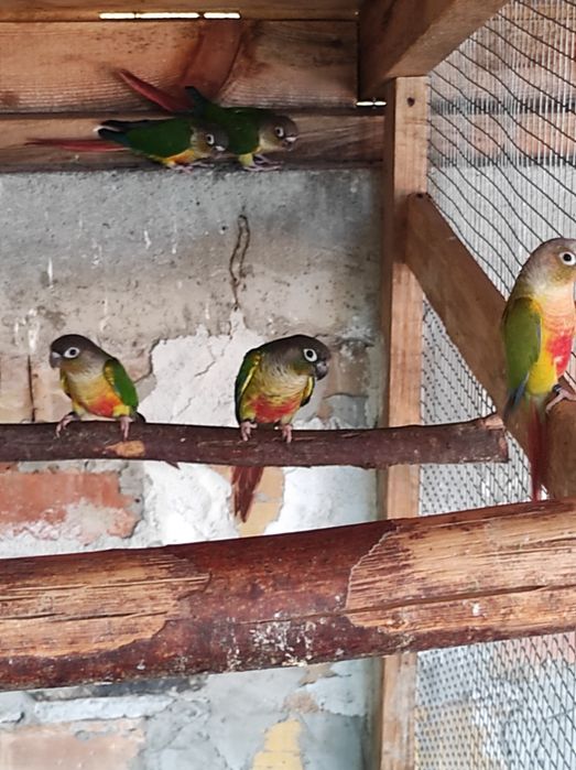 Продавам папагали пирура молина