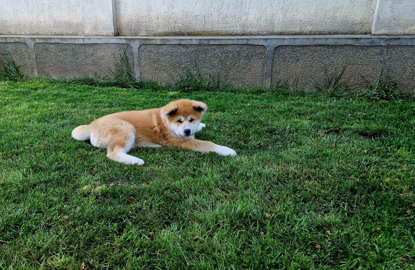 Akita Inu japonez din canisa autorizata