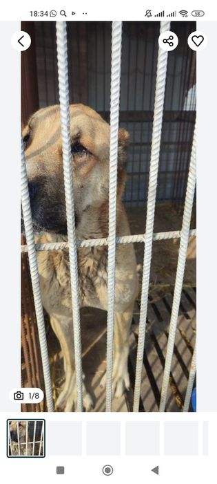 Породистые собачки ищут дом