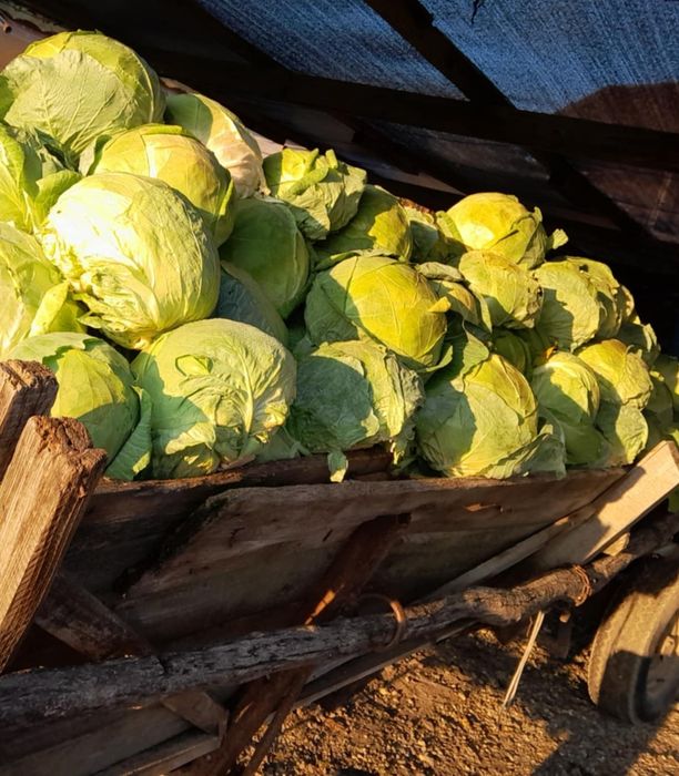 Vând varză de buzău