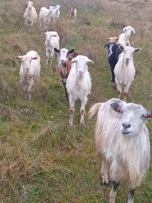 Vând capre sau schimb cu iapa