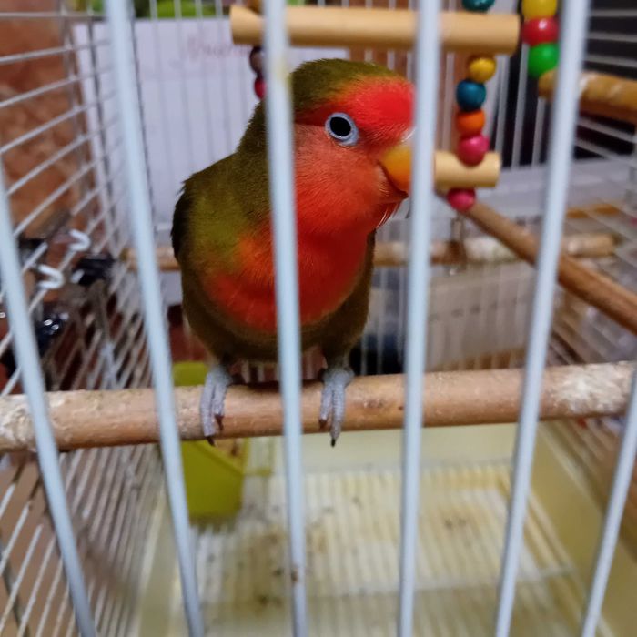 Papagali agapornis cu colivie