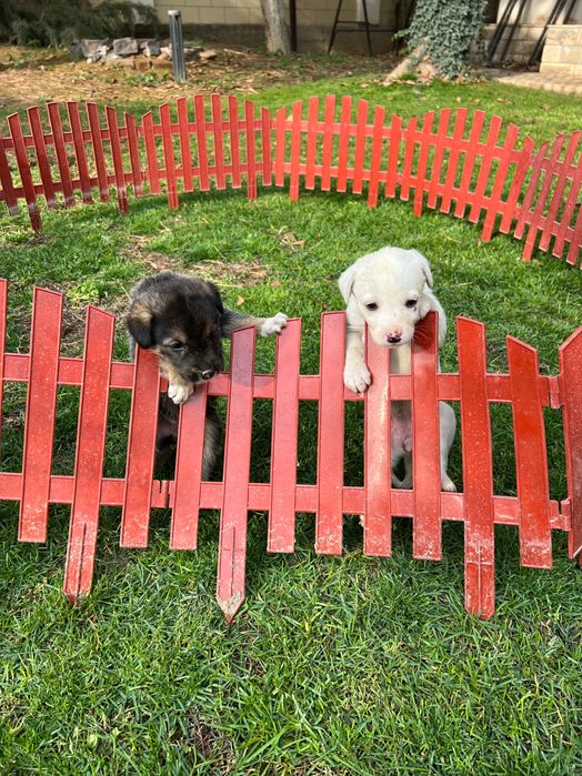 Щенята в добрые руки