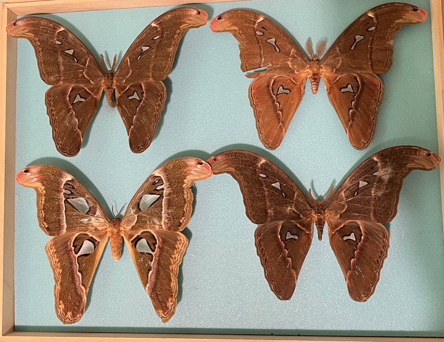 Картини с уникални видове пеперуди от цял свят
