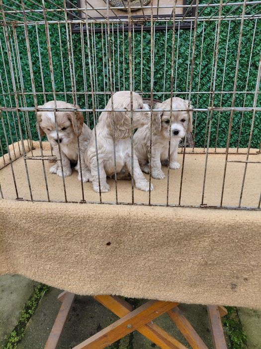 Американски кокер