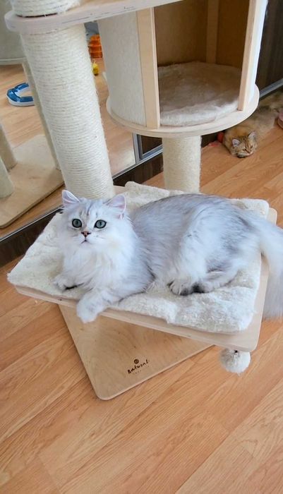 British longhair baiat iubitor cu pedigree