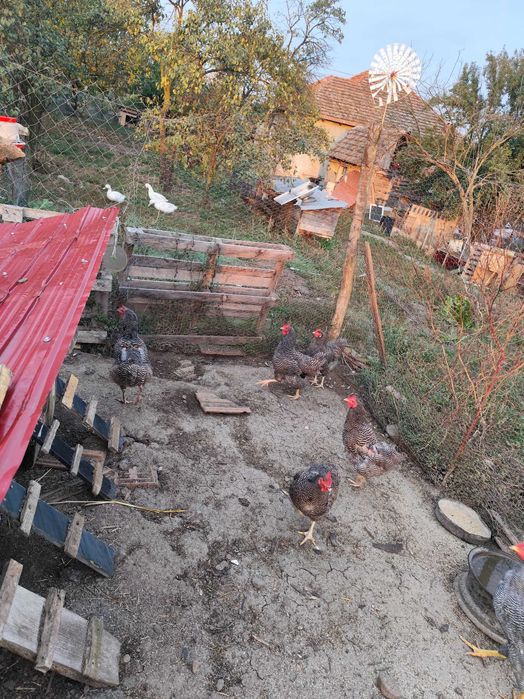 Găini rasa Plymouth Rock Barat