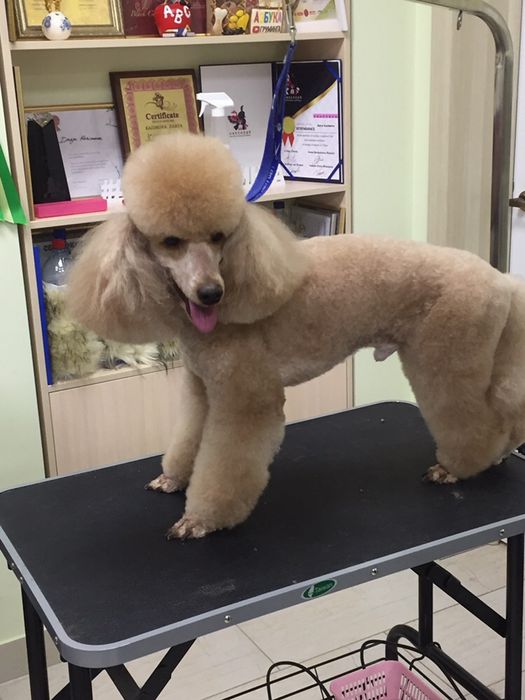 стрижка собак  и кошек