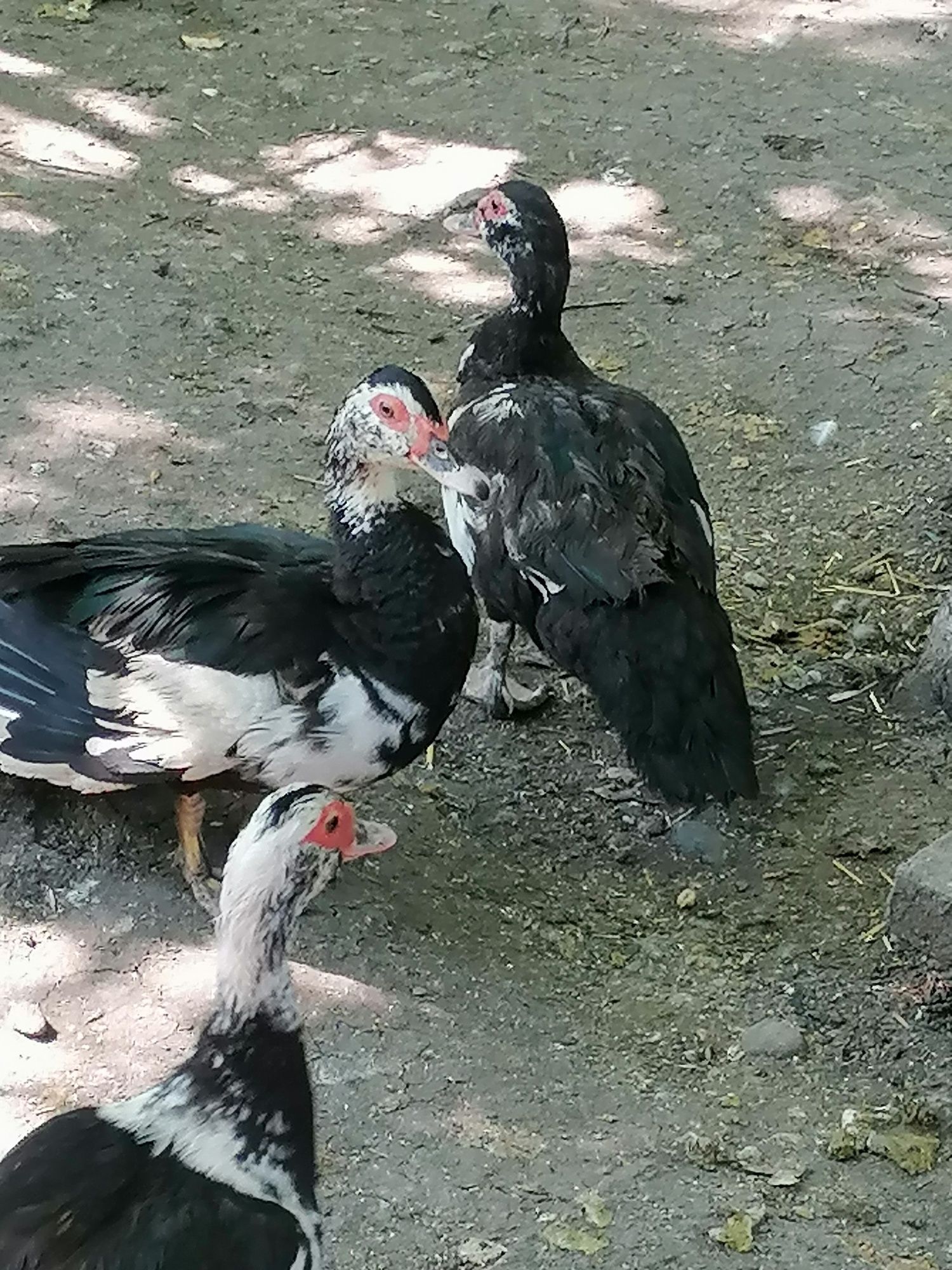 Rațe lesesti de vânzare