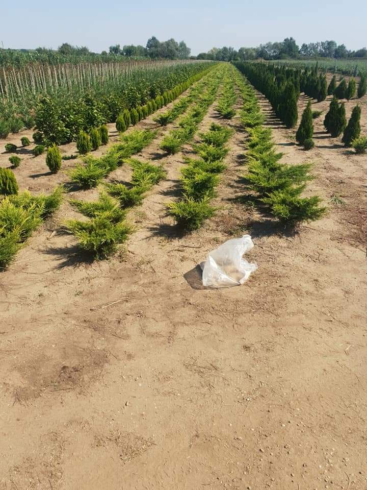 Plante ornamentale la prețuri de producător :
- tuia smaragd ( 1,2m -