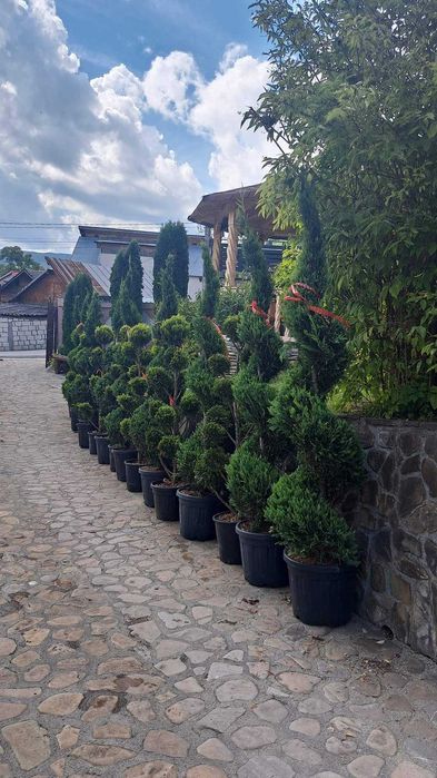 Leylandi chiparos, smarald, spirală, pon pon, magnolie, trandafiri