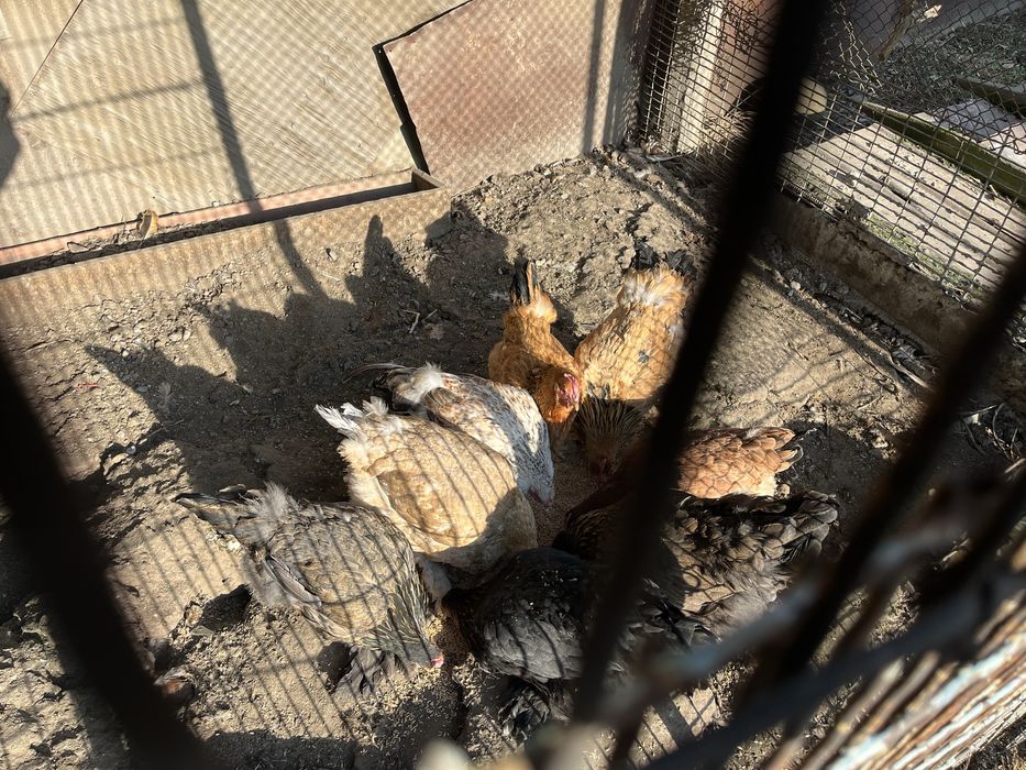 Отдам кур несушек