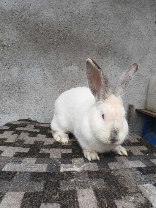 Vand mascul urias de transilvania