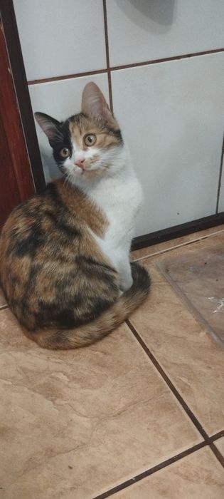 Donez pisica de curte