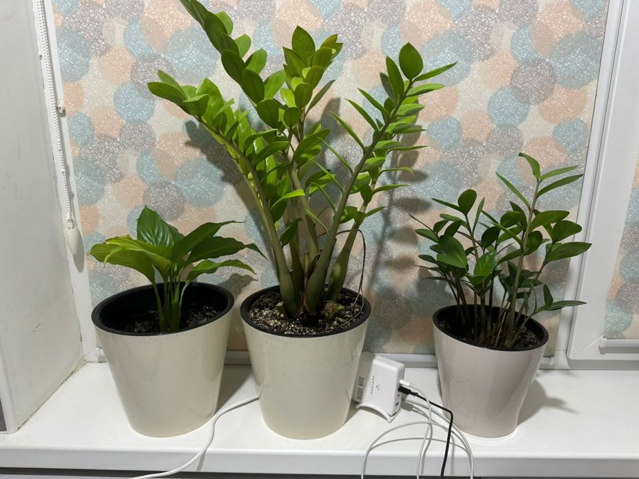 Комнатные цветы з