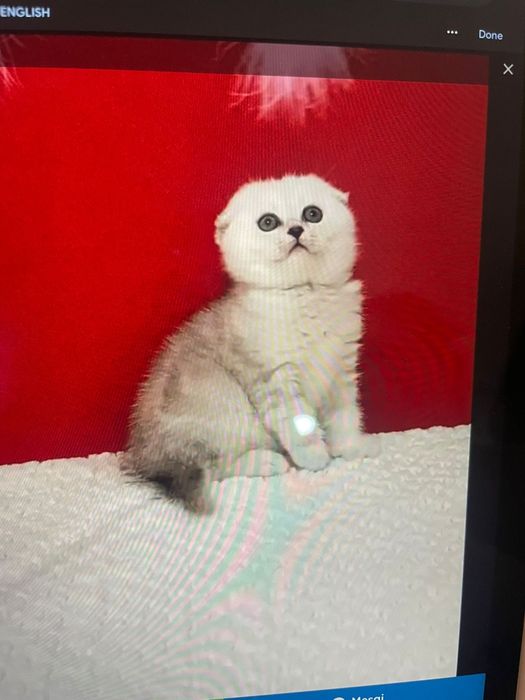 Scottish fold chinchila silver