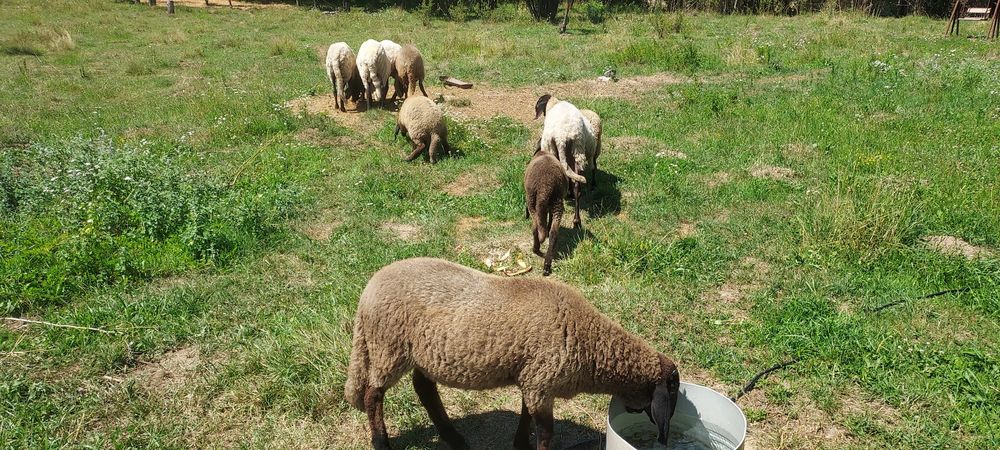 De vânzare carabasă sarbească, patru oi+berbec!