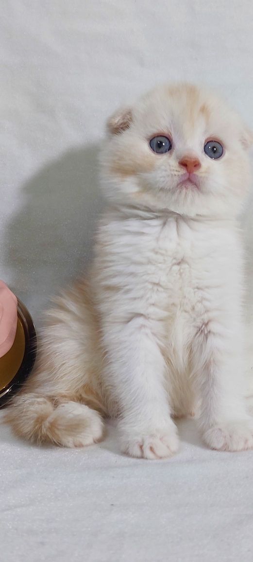 Продаются  котята  разных окрасов очень  игровые  и ласковые