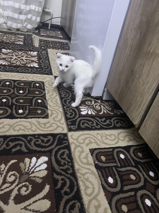 Продается котенок 2 месяца