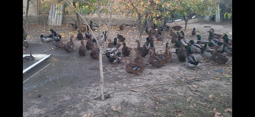 Vând rate rouen original 2025