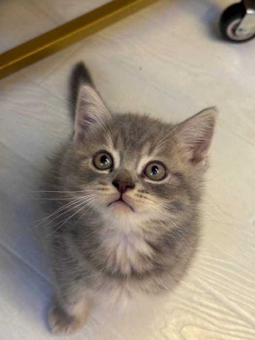 Mushuk bolalari sotiladi