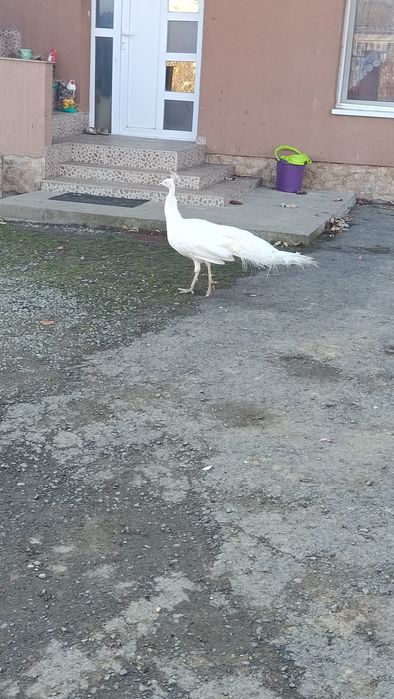 Vand doua famili de paun