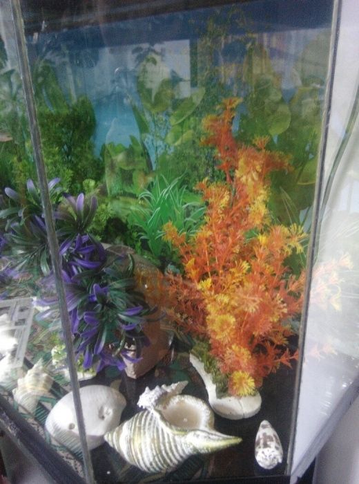 Продаю водоросли для аквариума