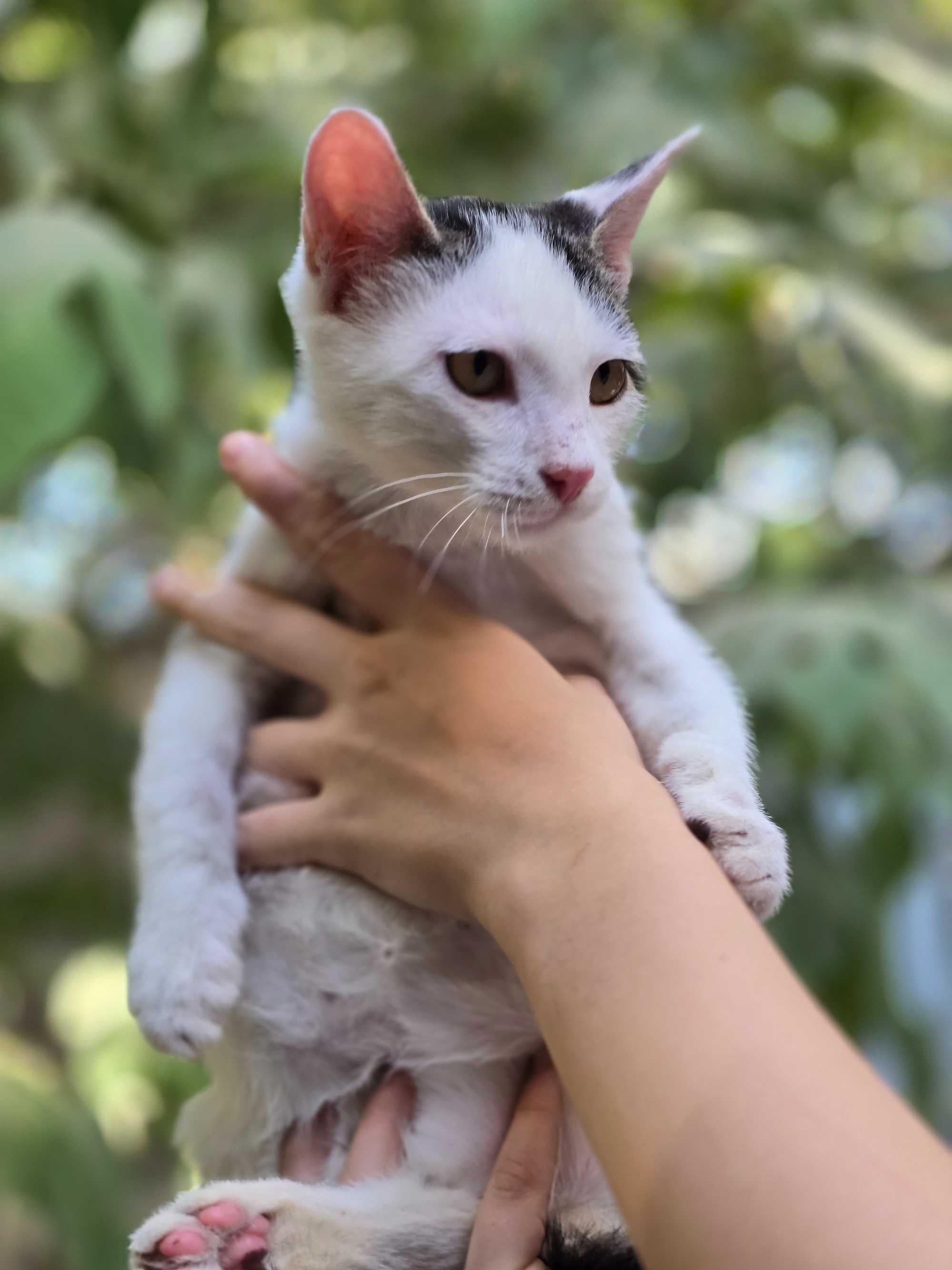 Котёнок, мальчик, 4 месяца