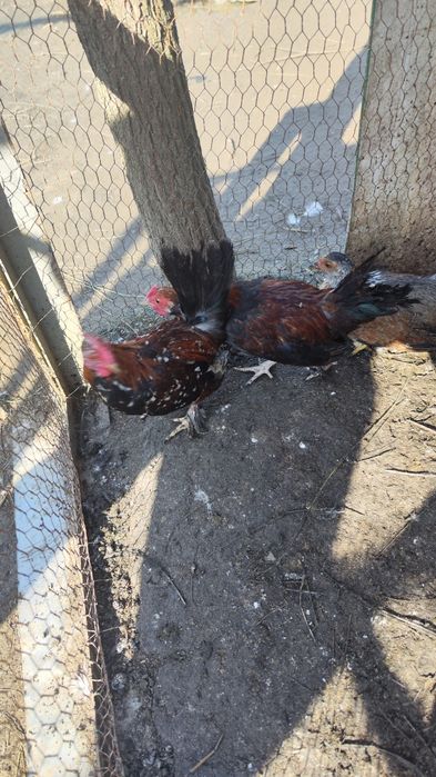 Disponibili 2 cocoșei pitici