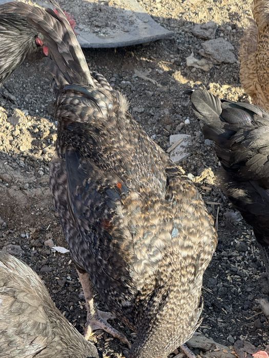 Продам молодых породистых педухов