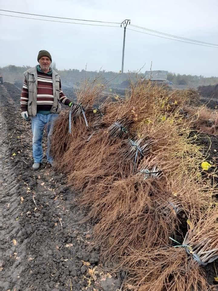 Vând Butasi de vita de vie Altoita anul 2 și anul 3 de vegetație