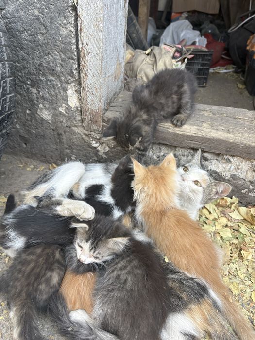 Котята в хоршие руки