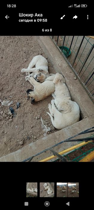 Турк Канголи сотилади