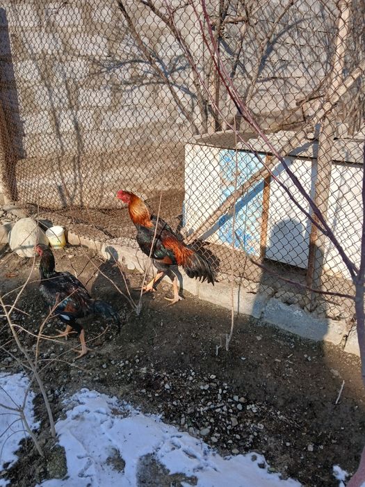 Дакан хуроз сотилади