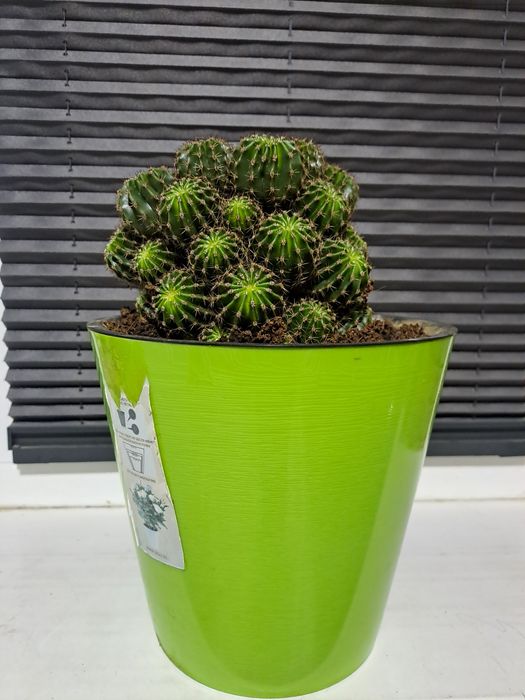 Кактус сергили метросида