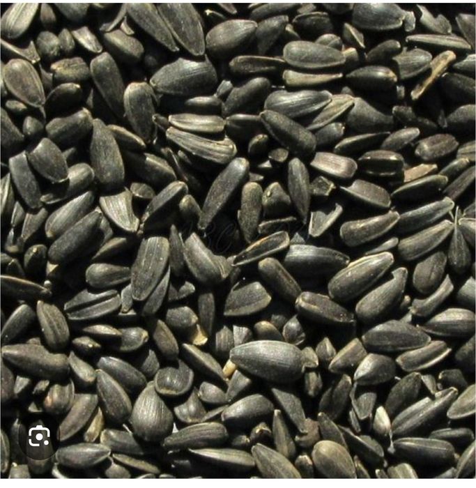 Floarea soarelui la preț bun