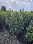 Photinia red Robin toate dimensiunile
