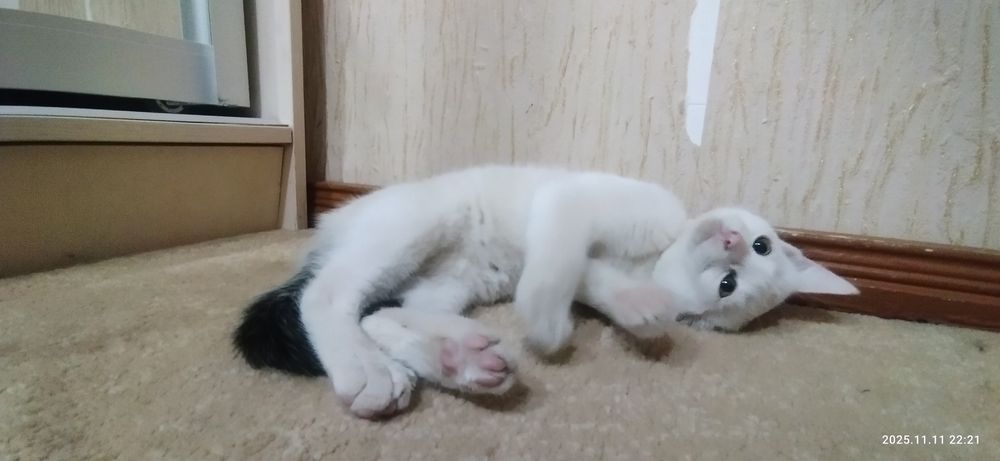 Котенок ищет хозяина. Срочно