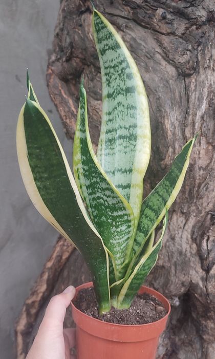 сансевиерии растения комнатные