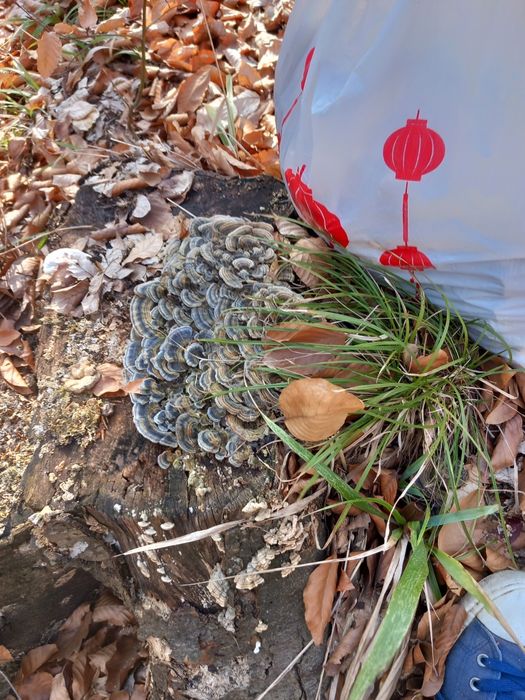 Ciuperci uscate medicinale coada curcanului