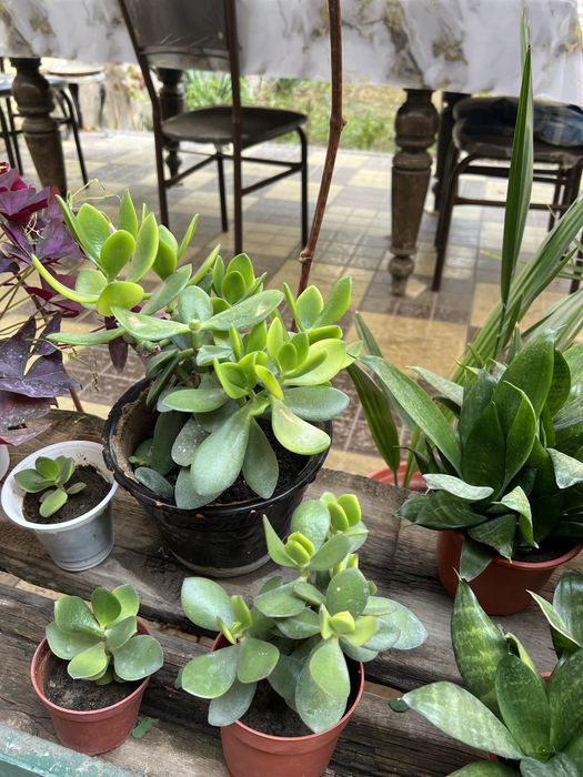 Денежный цветок. Хонаки гул. Тез усади ва купаяди