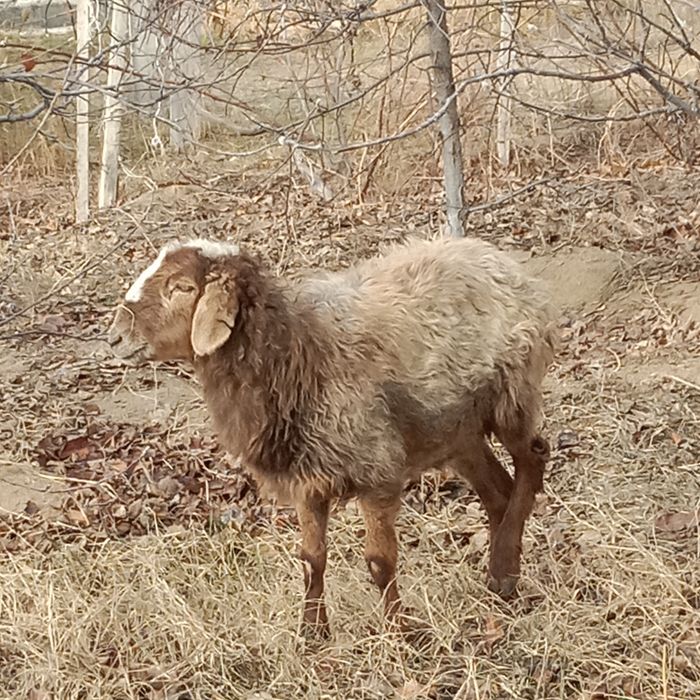 Семіз тоқтылар бар Акшакурда.14 км 2 тоқты