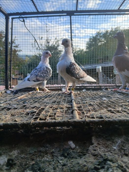 Vând porumbei poștă si satineți